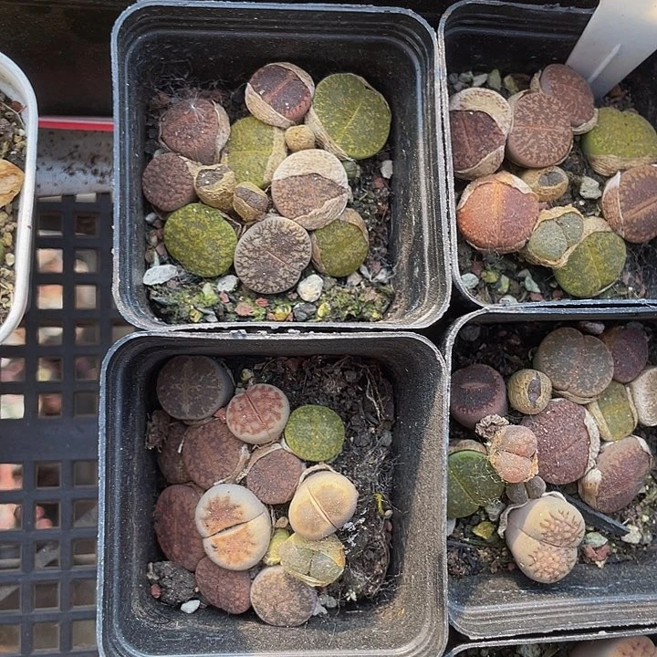 生石花带盆土发货