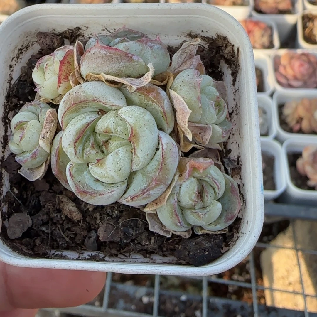 多肉小卡拉米糖心一物一拍