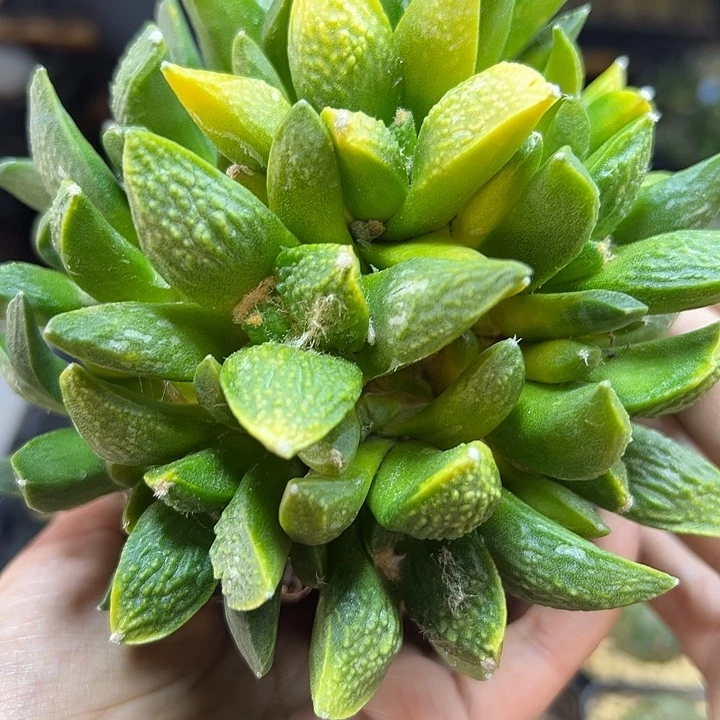 25号苗接龟甲牡丹锦12.5公分无根