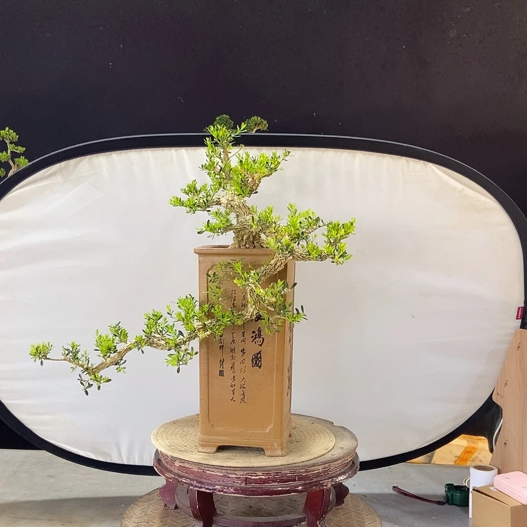 当前无花朵，栽培后可花朵