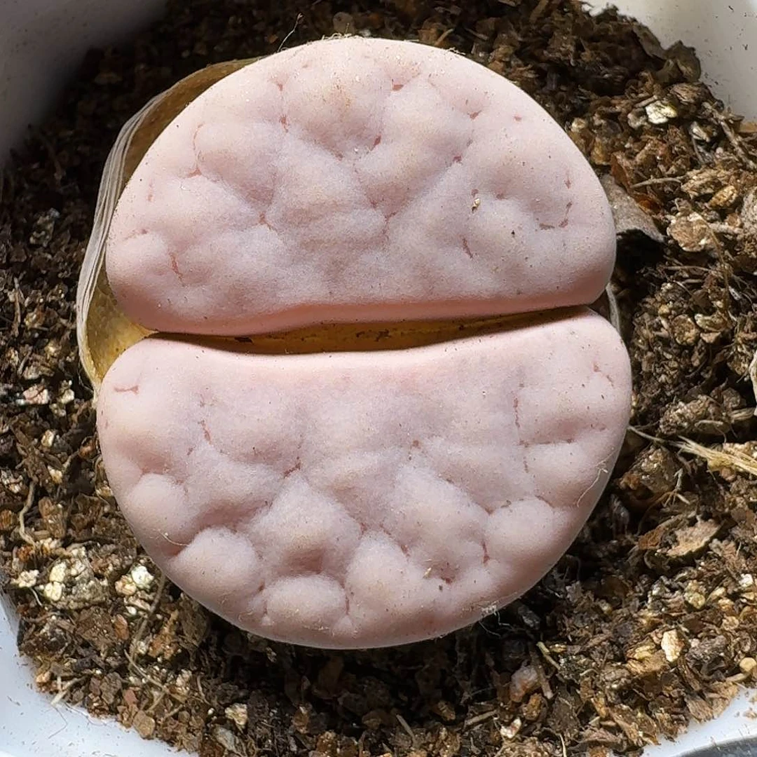 生石花等植物211111。  283