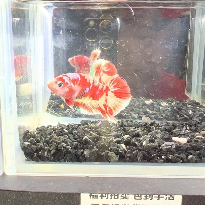 斗鱼竞拍跑单拉黑31日6