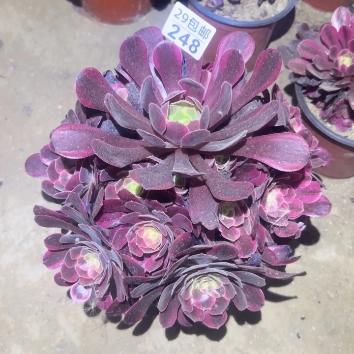 凤冠……不包断枝……