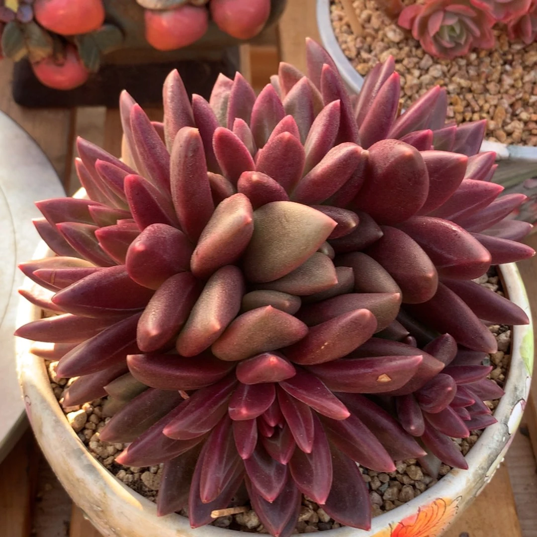 迷雾泡泡啊啊啊啊啊啊