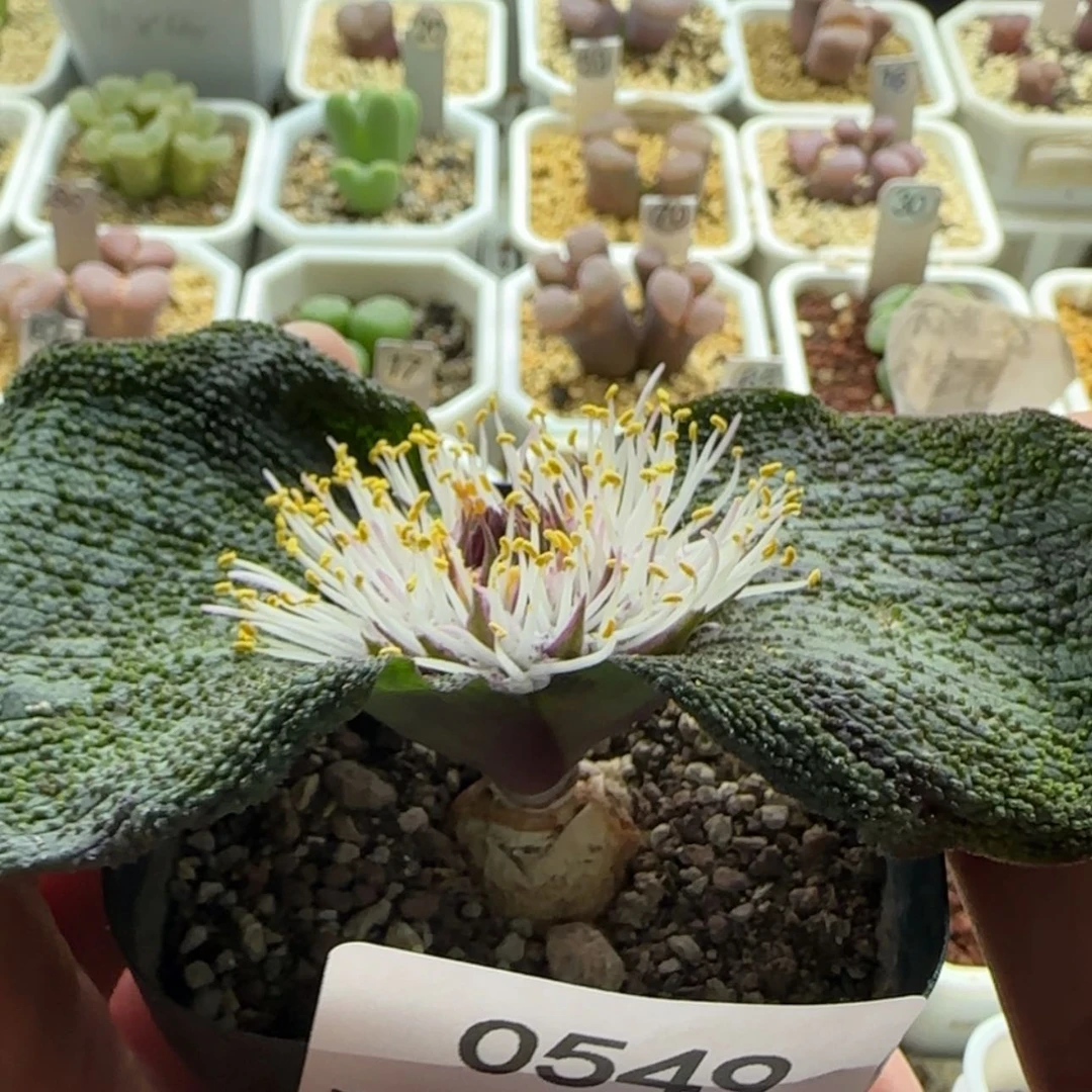 【闪购商品】0549 紫镜当天28包邮非偏远