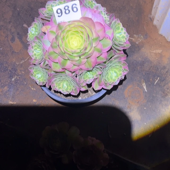 赵***姐精品多肉植物986海鲜