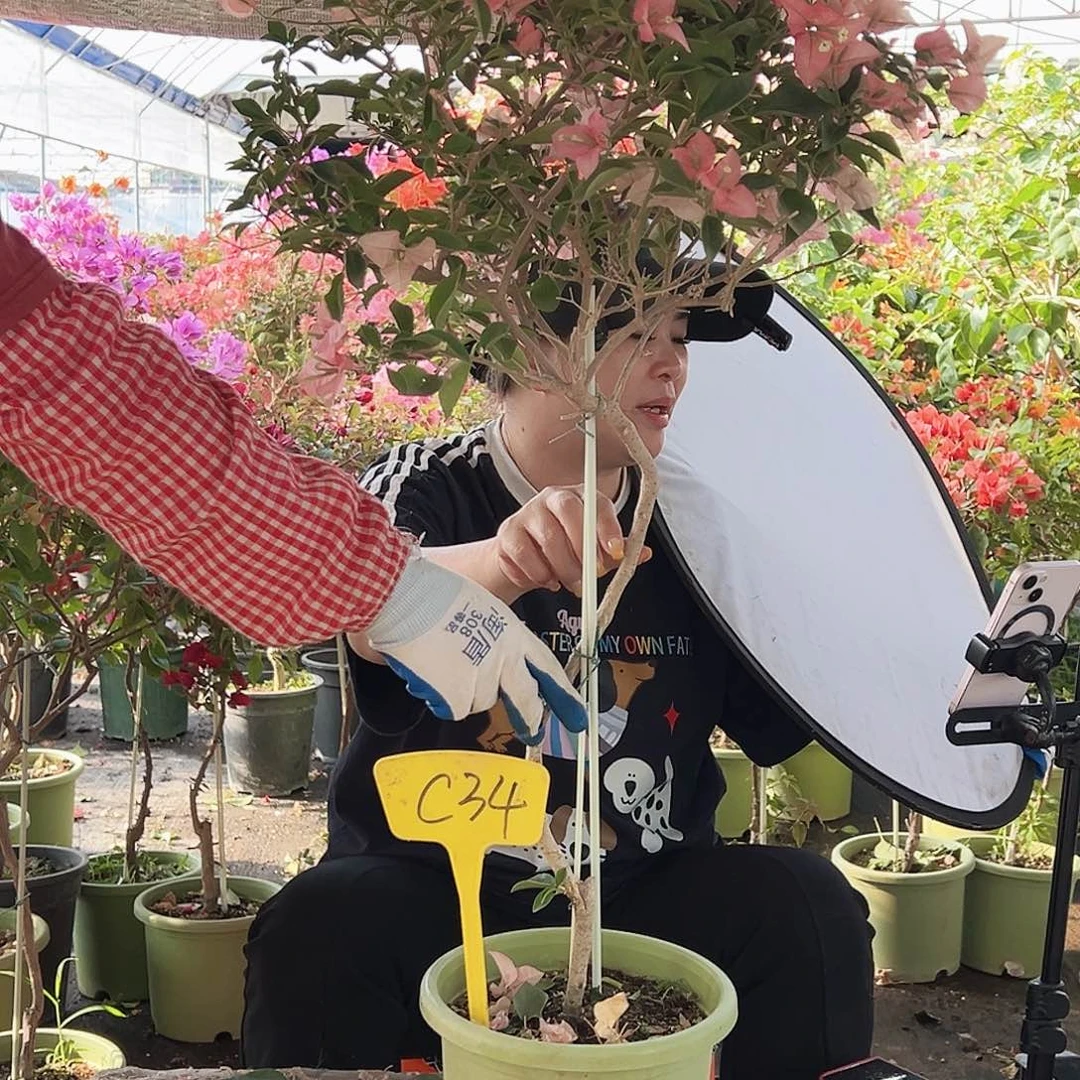 柒***7大部分花苞少量开放C34卡亚塔