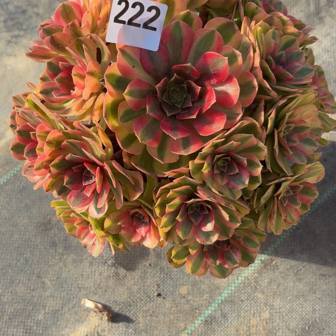 222雨河多肉植物福利