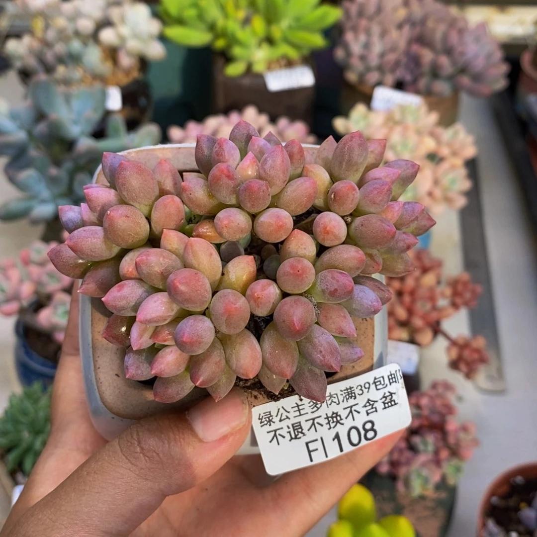 108桃花奶多肉7cm