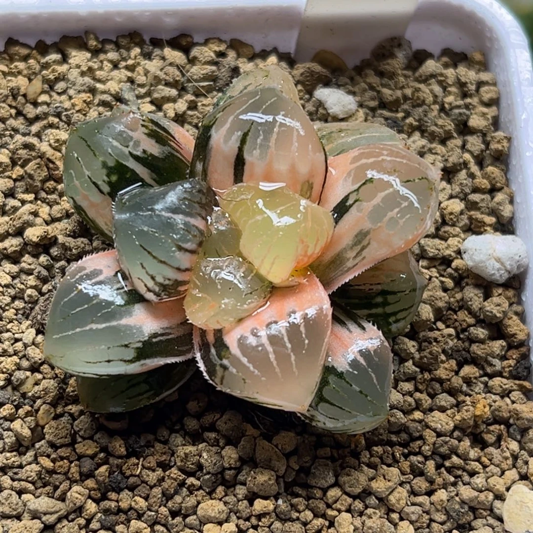 57糯玉露锦福利专场