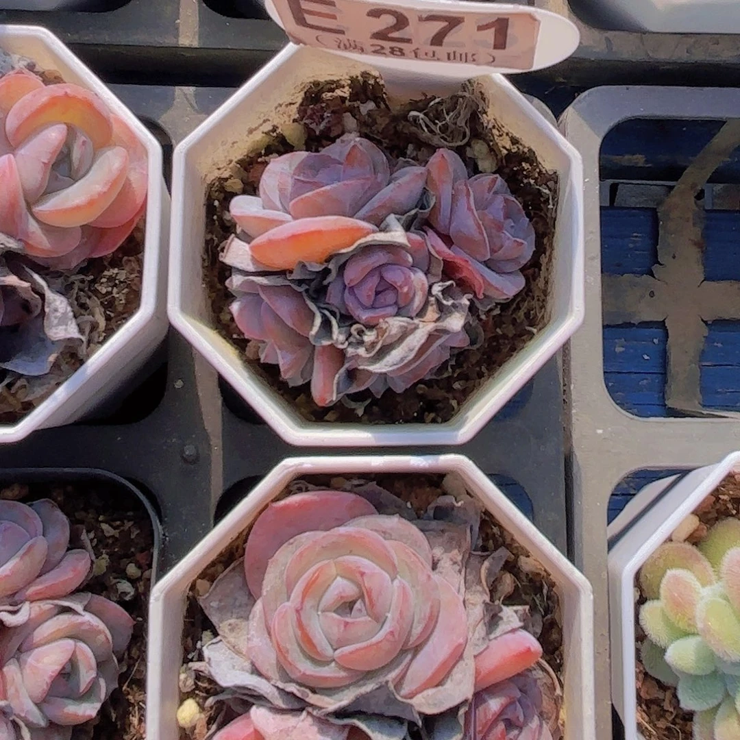 E271布鲁兰一物一拍