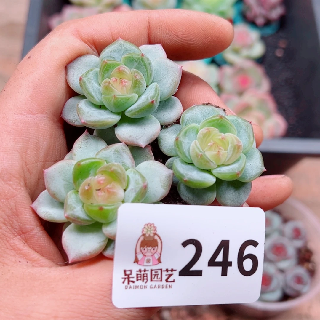 多肉植物多肉植物