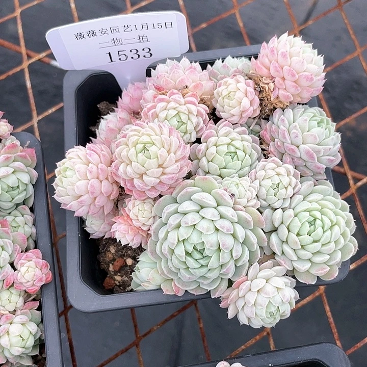 薇薇安园艺多肉1533