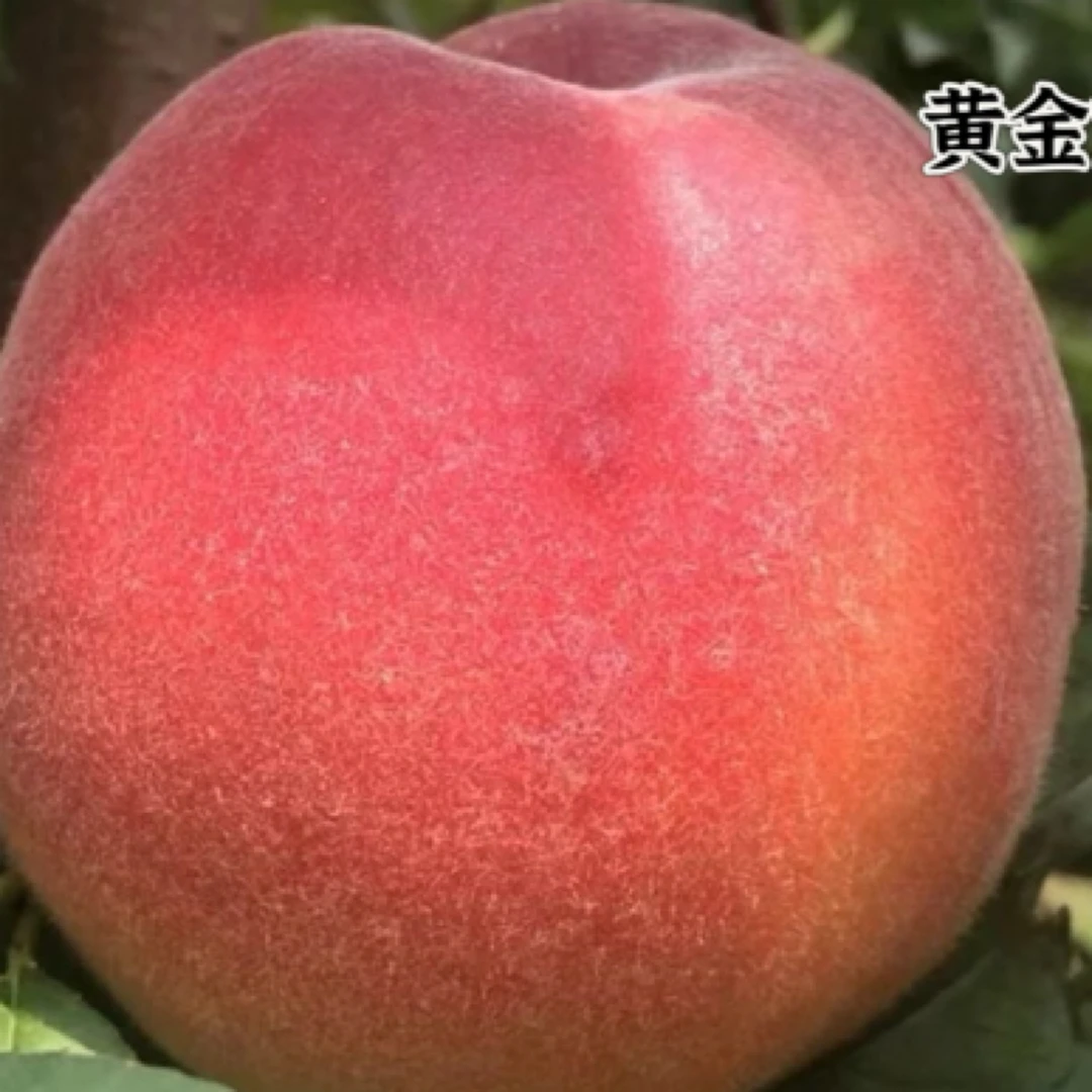 黄金蜜7号，6月上旬成熟的黄肉毛桃