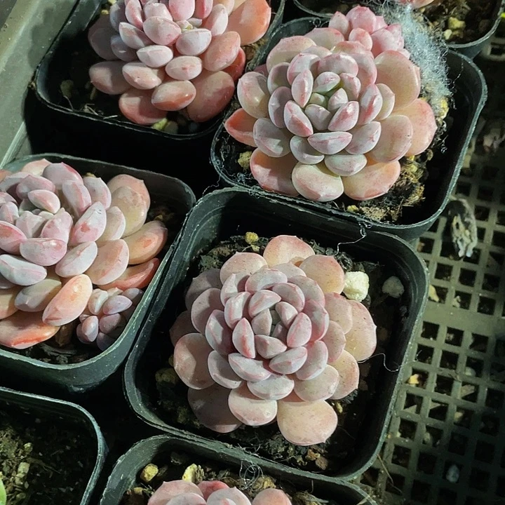 大萌豆2.8带盆土