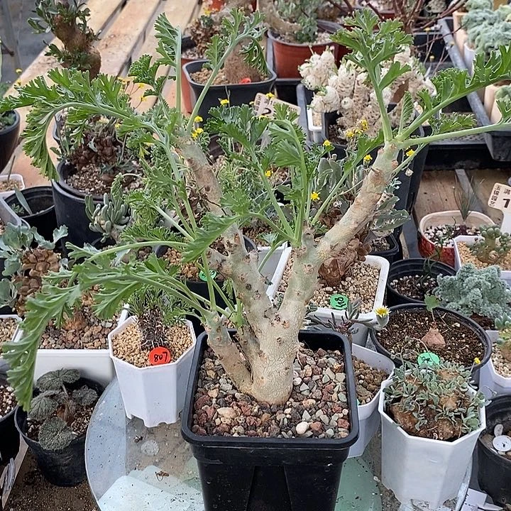 960白皮洋葵脱土