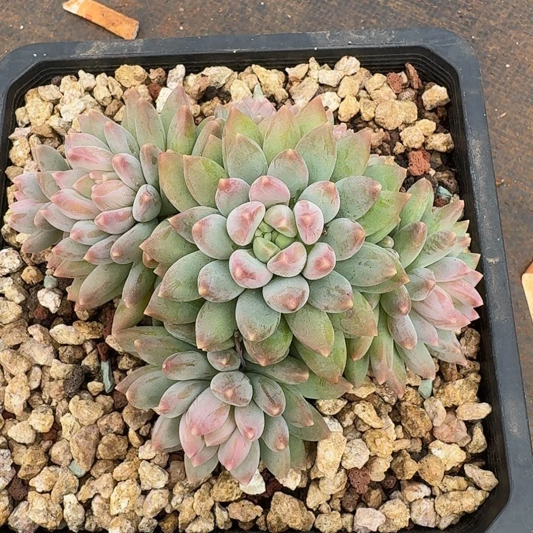 杂交多肉植物一颗