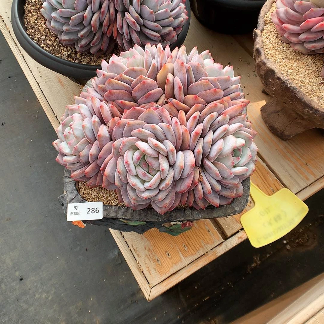 *️****286梦露多肉植物6666