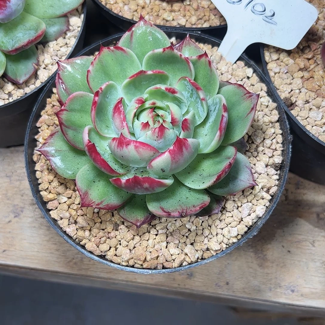 花***雨惊鸿仙子一物一拍8102号