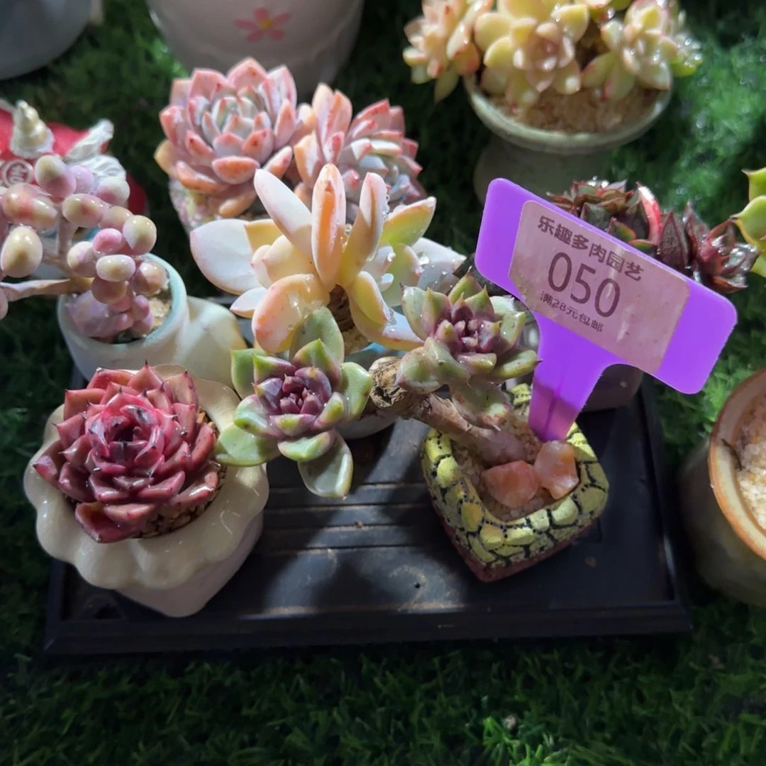 墨***玖多肉植物紫色水晶老庄