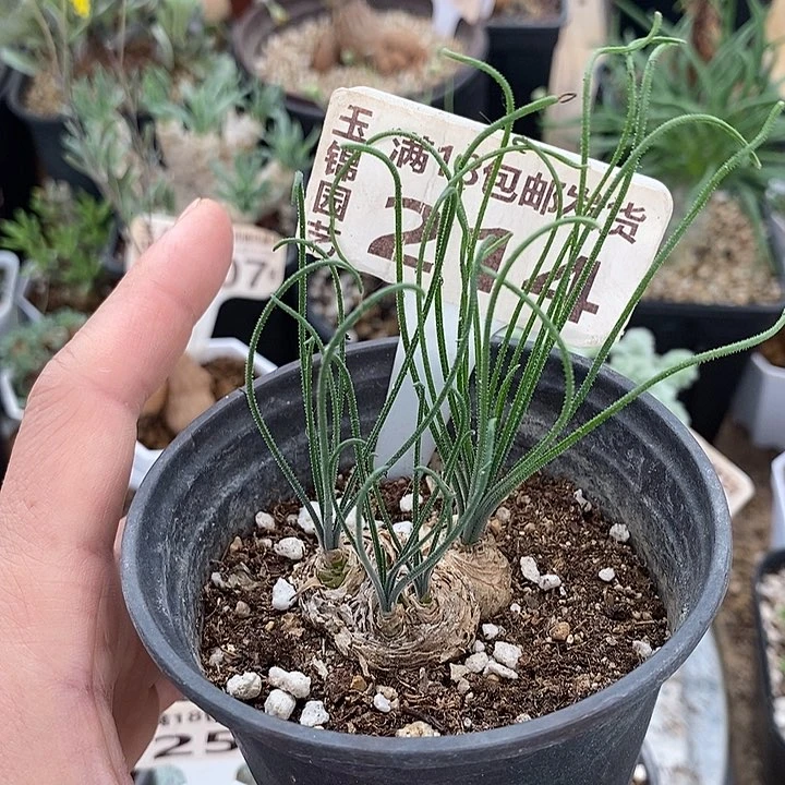 214毛细弹簧草一一一一