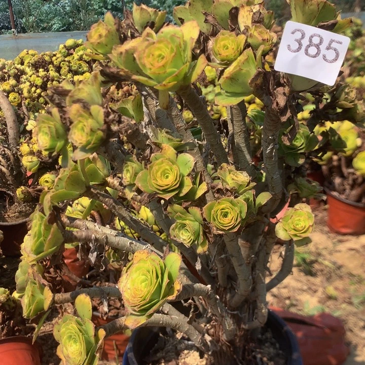 善***意385君美丽多肉植物
