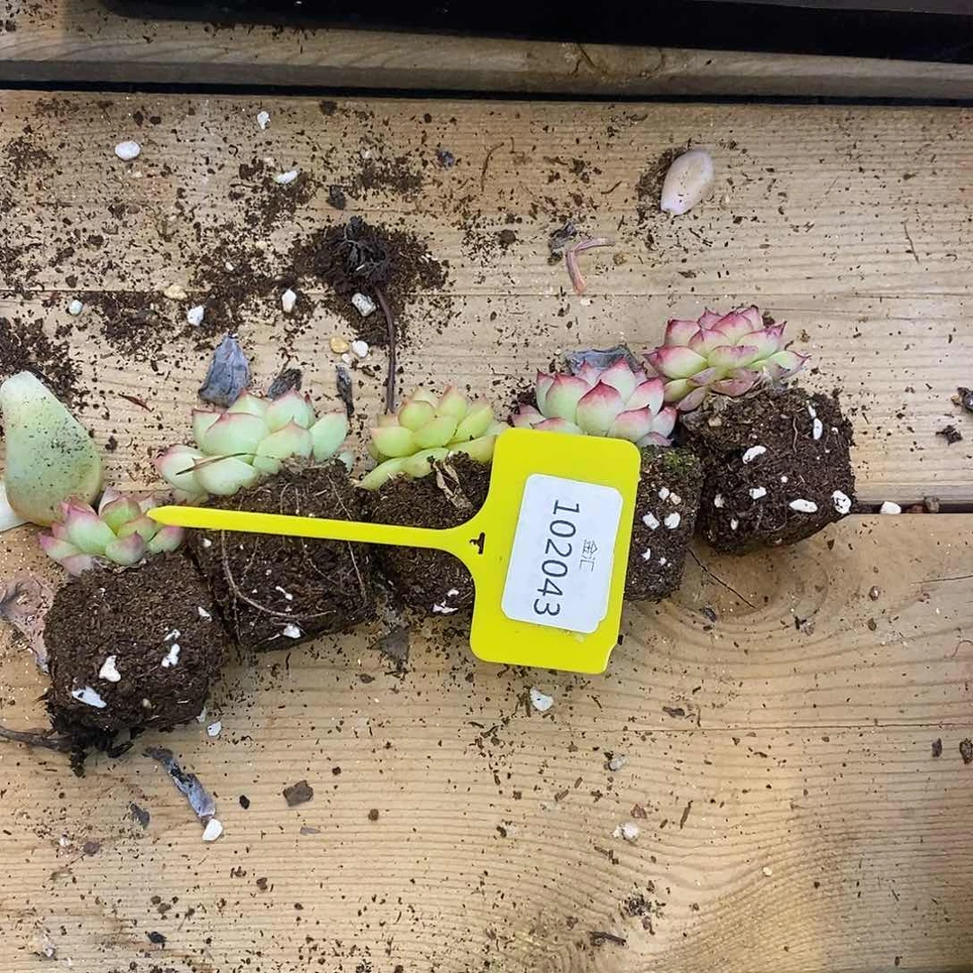 萝**嗦福利多多。102043