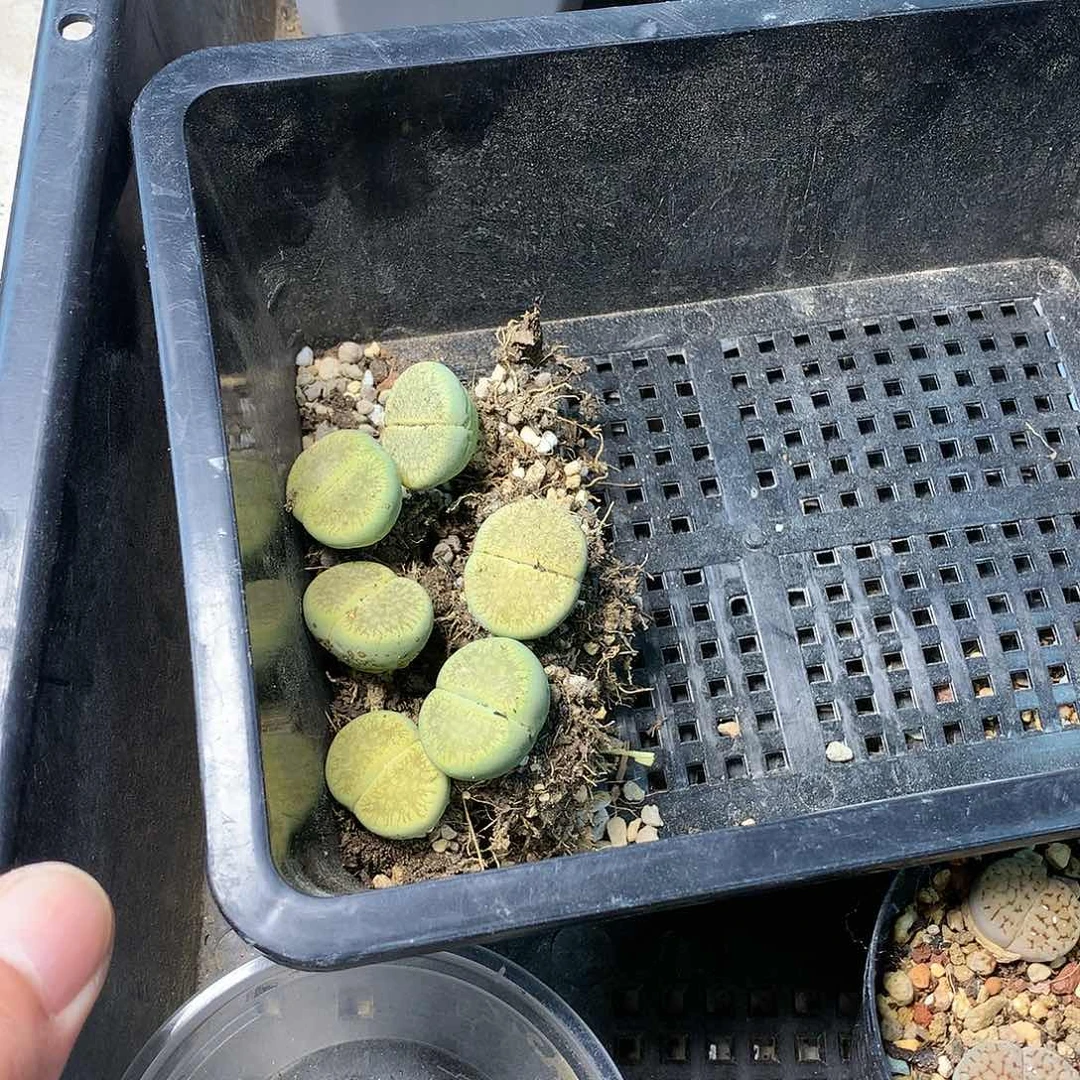 F***WH149多肉植物保护研究所