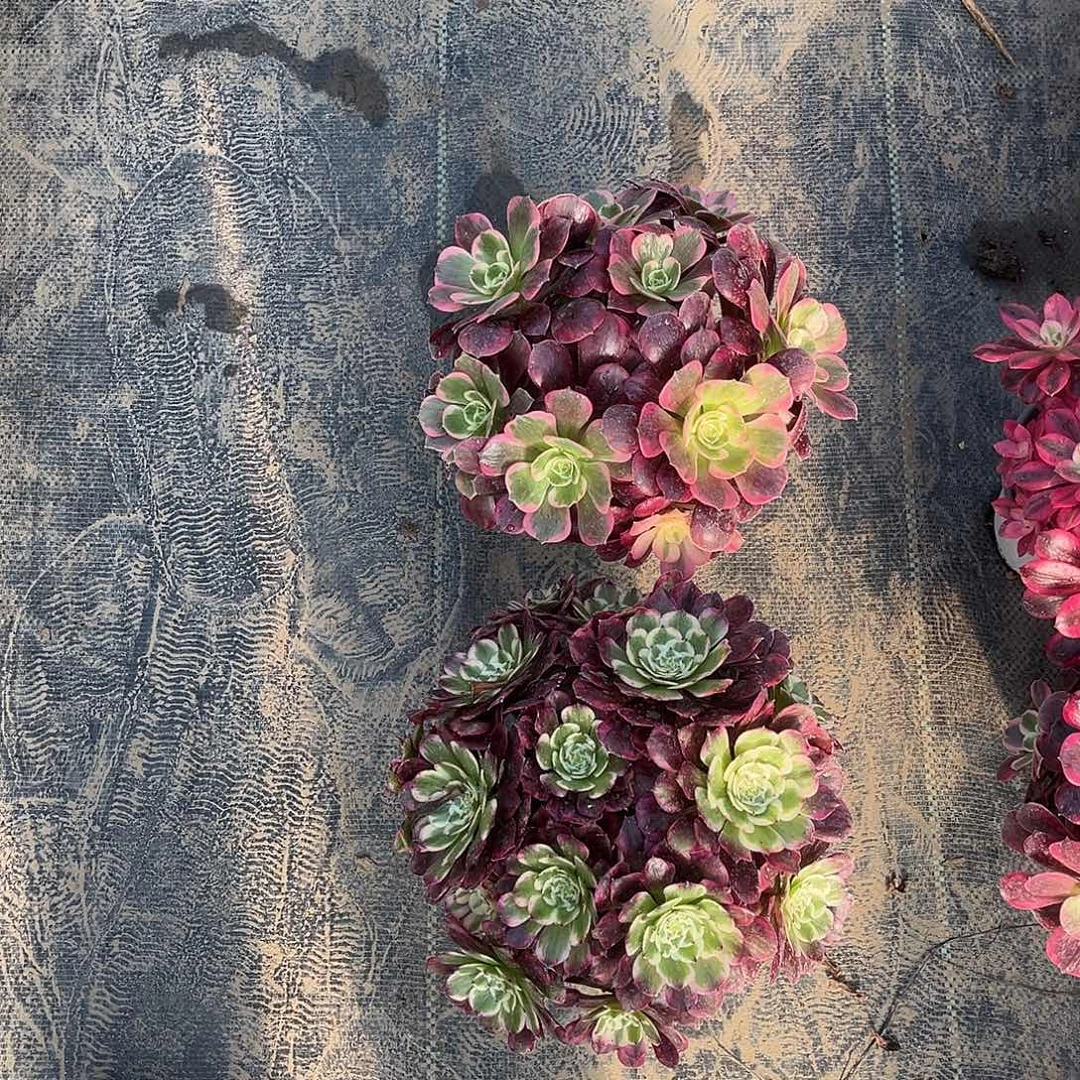 2颗法师多肉植物漂亮
