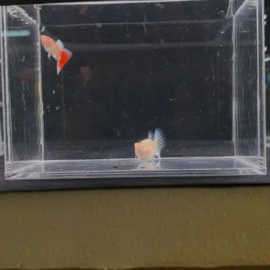 孔雀鱼编号43蓝白球