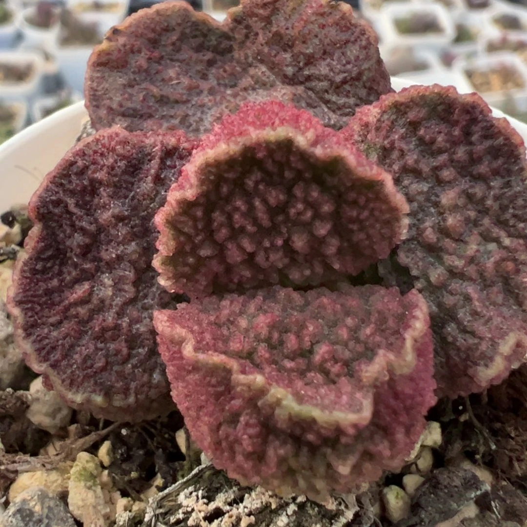 实生新品多肉植物水泡多肉植物