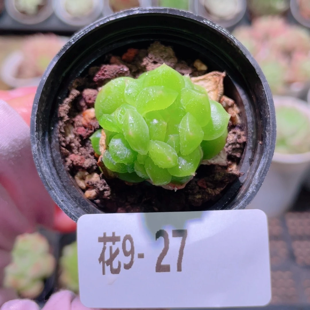 花利美9-27新品带仔