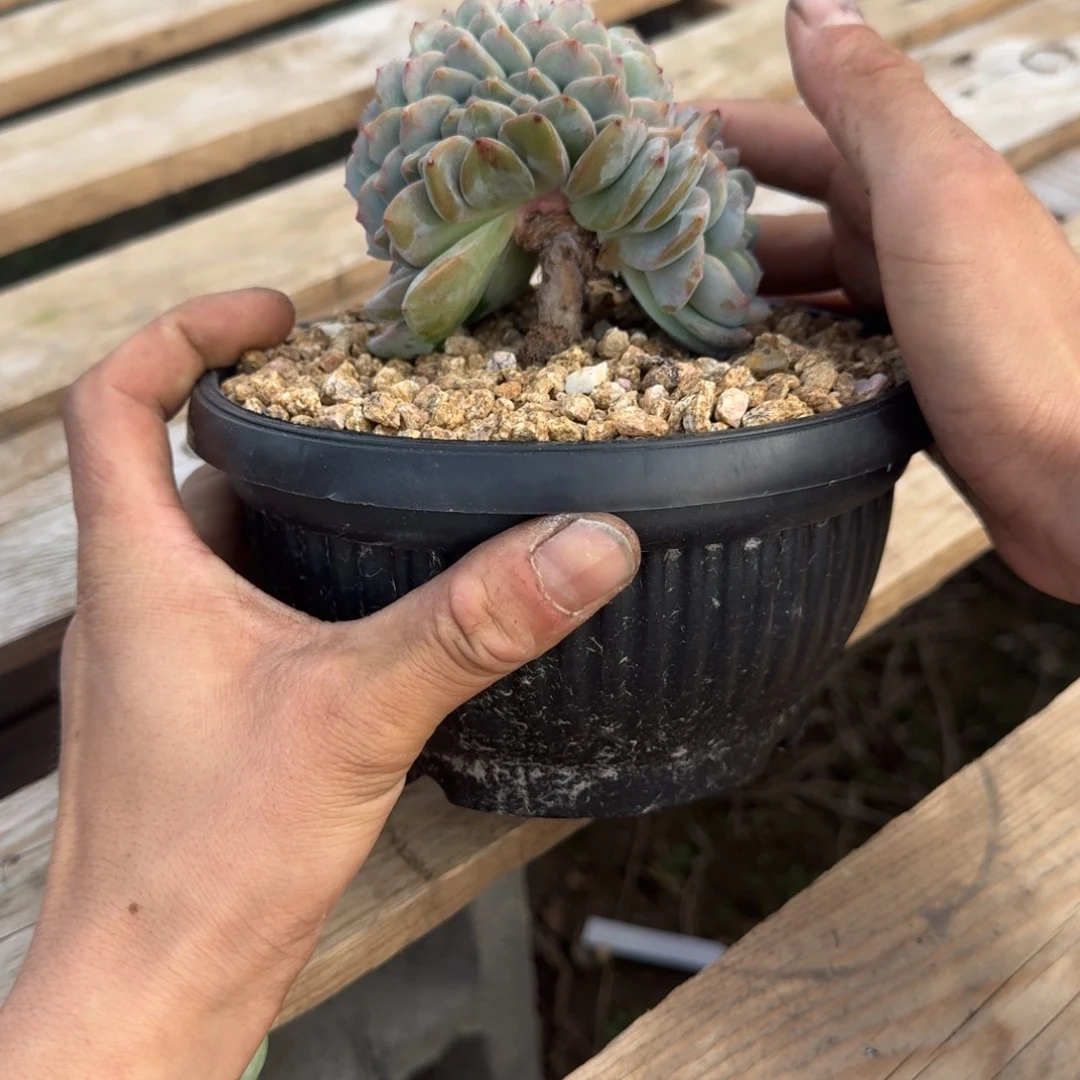 星影树缀无砍多肉