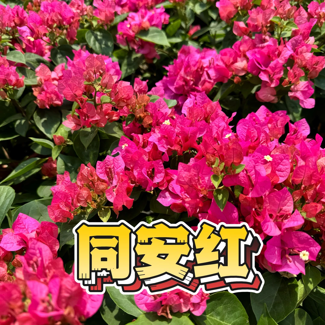 【同安红】三角梅花卉勤花爬藤原盆土基地直发