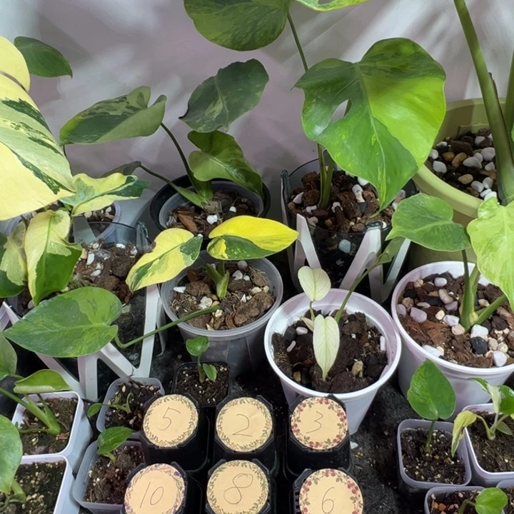 大***东完全开放龟背竹种苗