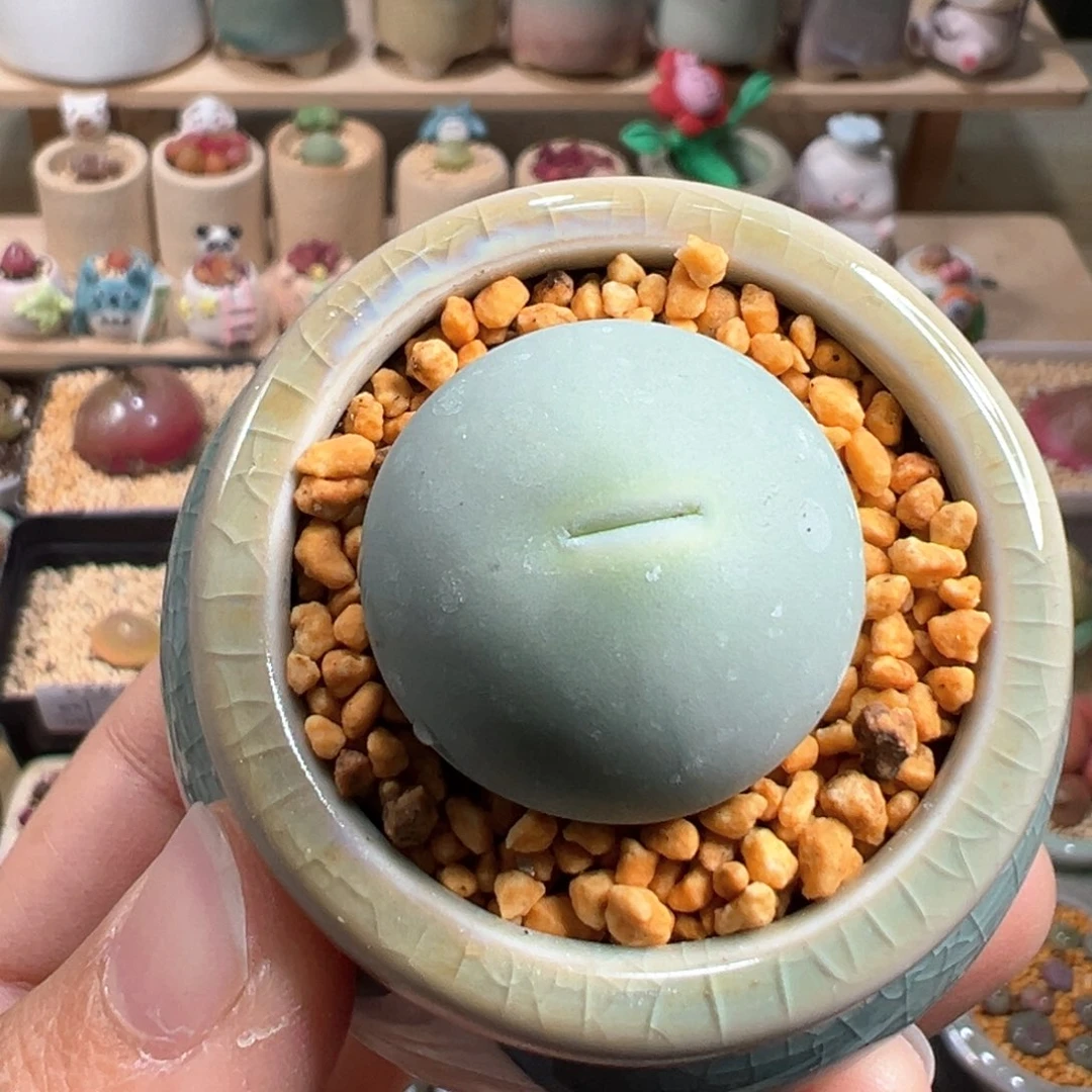 多肉植物70号鸽子蛋