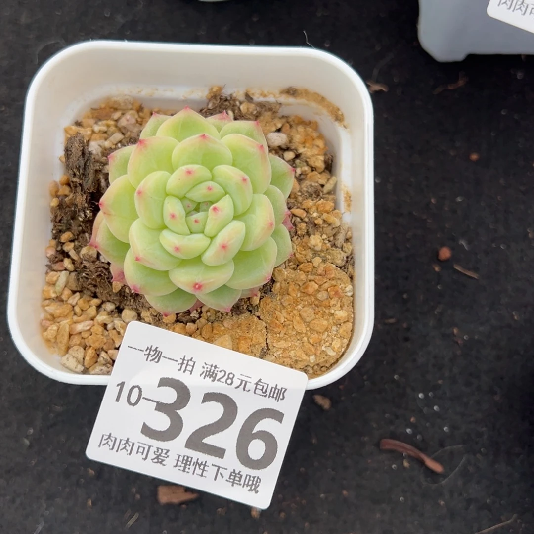 寒菲单头多肉单头多肉