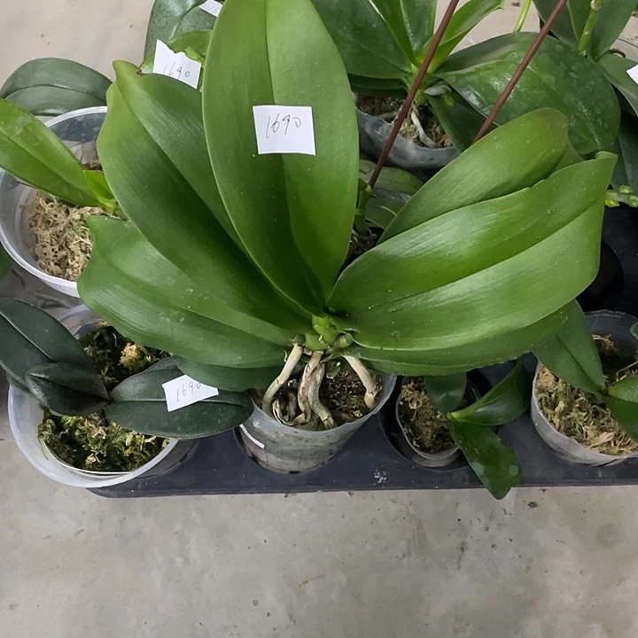 谢****完全开放处理小南瓜3.0寸叶损多花剑不售后