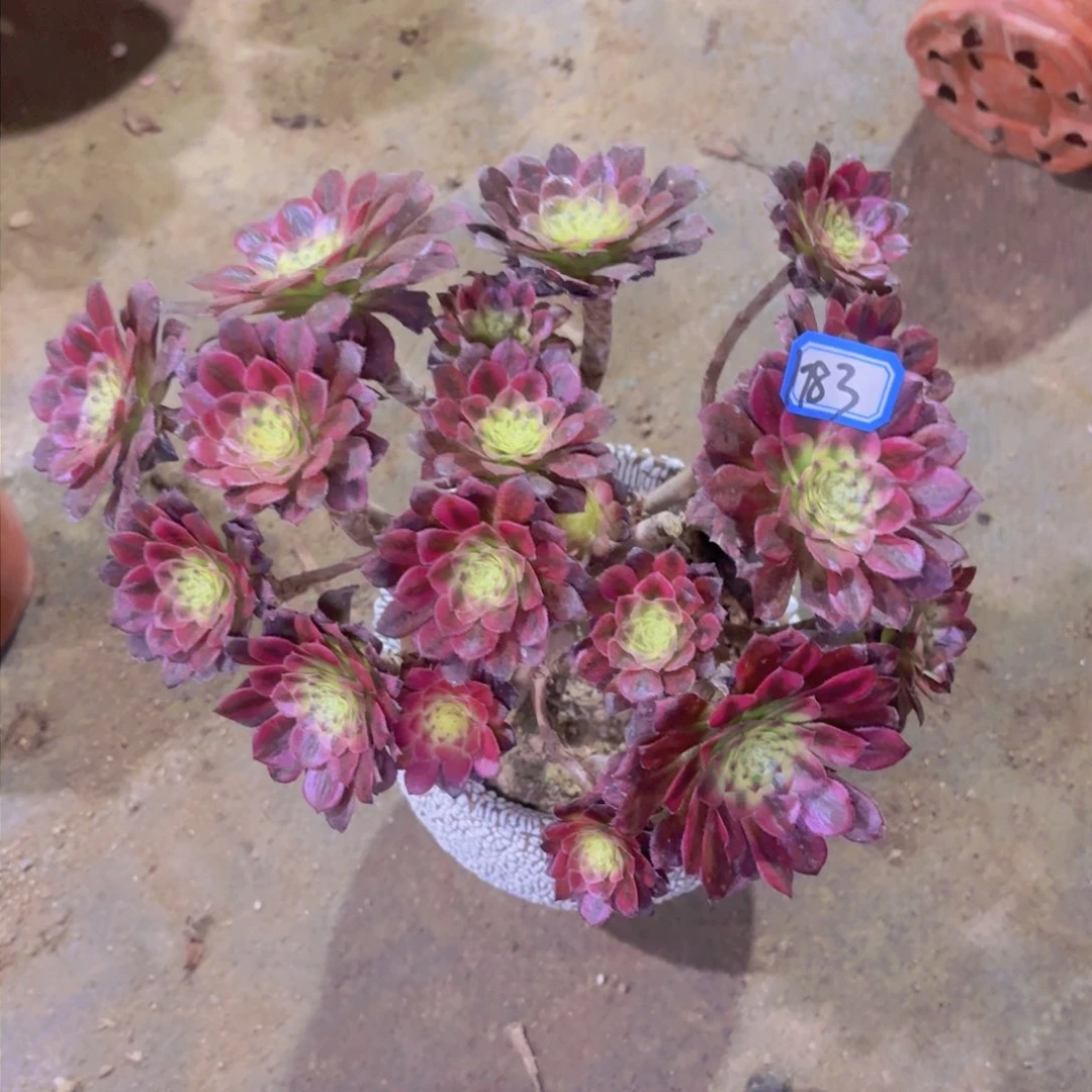 铜雀台丛林朵1783