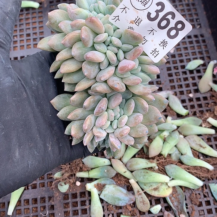 冰橙缀化 微瑕 多肉植物25号左右发