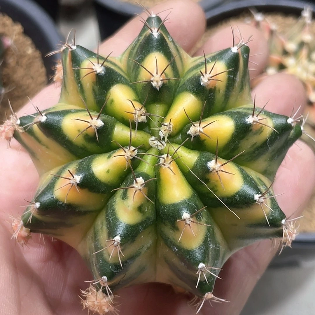 泰系实生，斑马V纹米哈锦