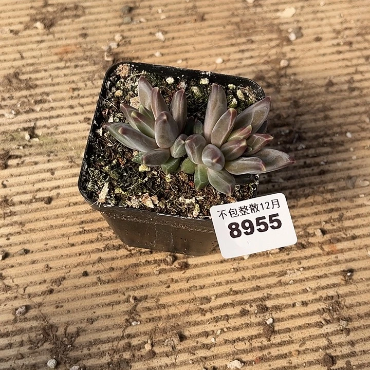 阿雅园艺。       8955