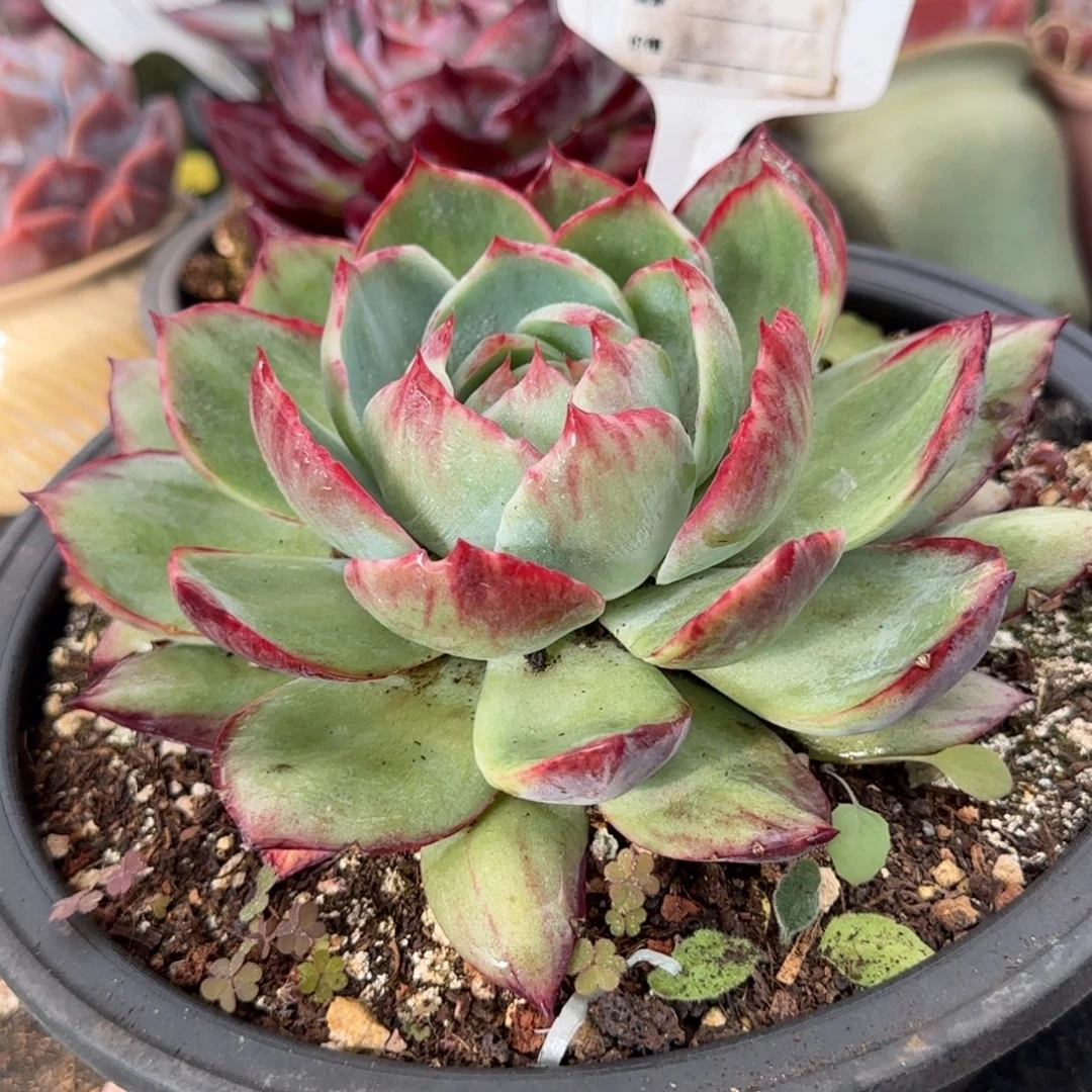 花脸拉丝惊鸿一物一拍包装收缩花旱724