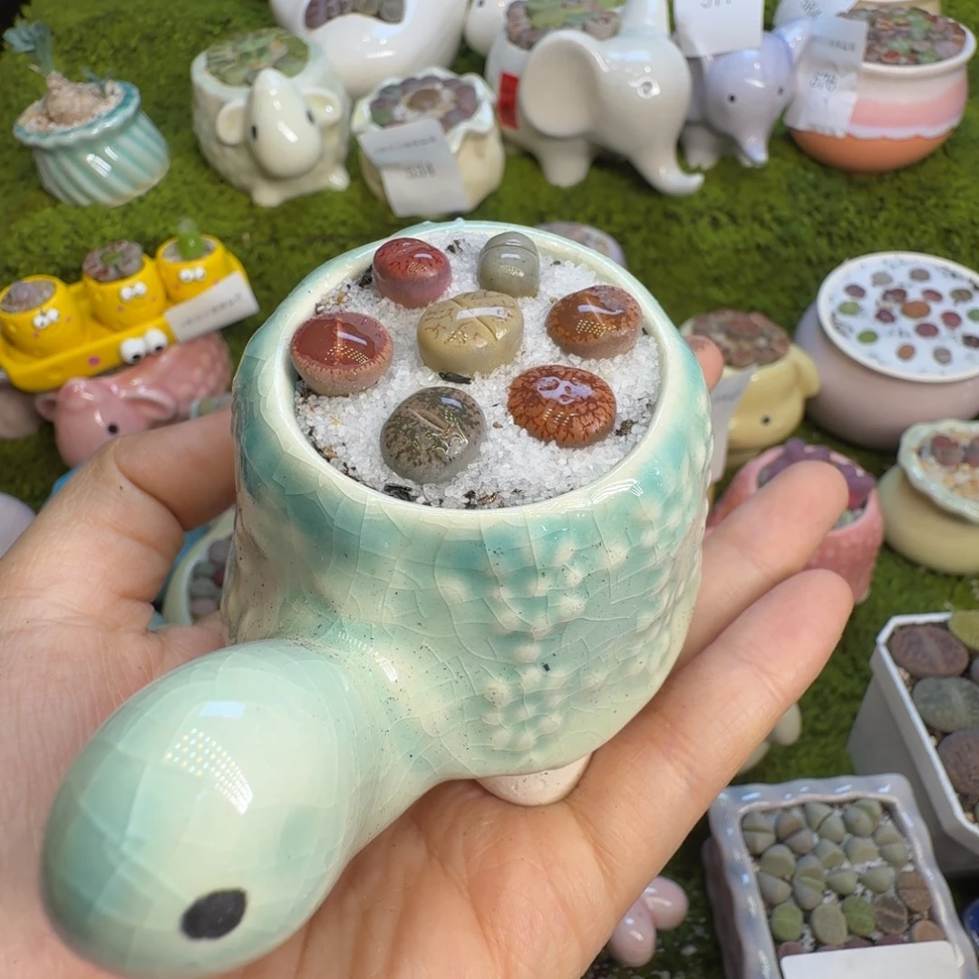 多肉植物福利冲578