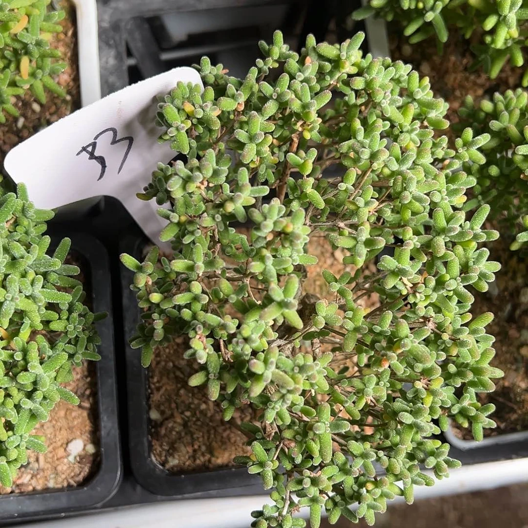 靓*r33梅斯姆嫁接蜜橘老桩福利