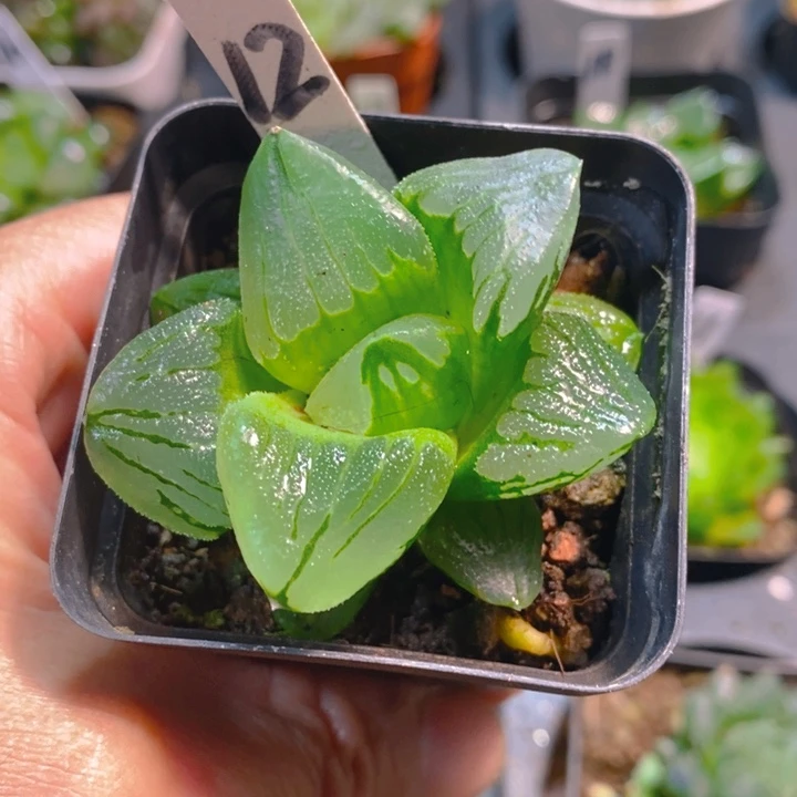 冰城寿玉露多肉植物