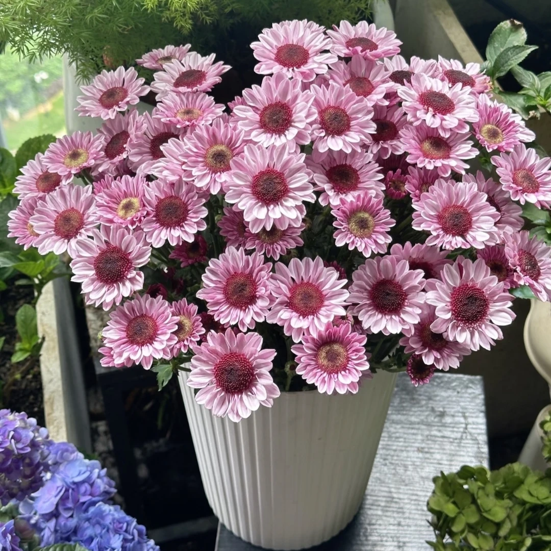 【草莓熊太阳粉】荷兰菊盆栽耐寒耐热多年生宿根植物新手好养室内外