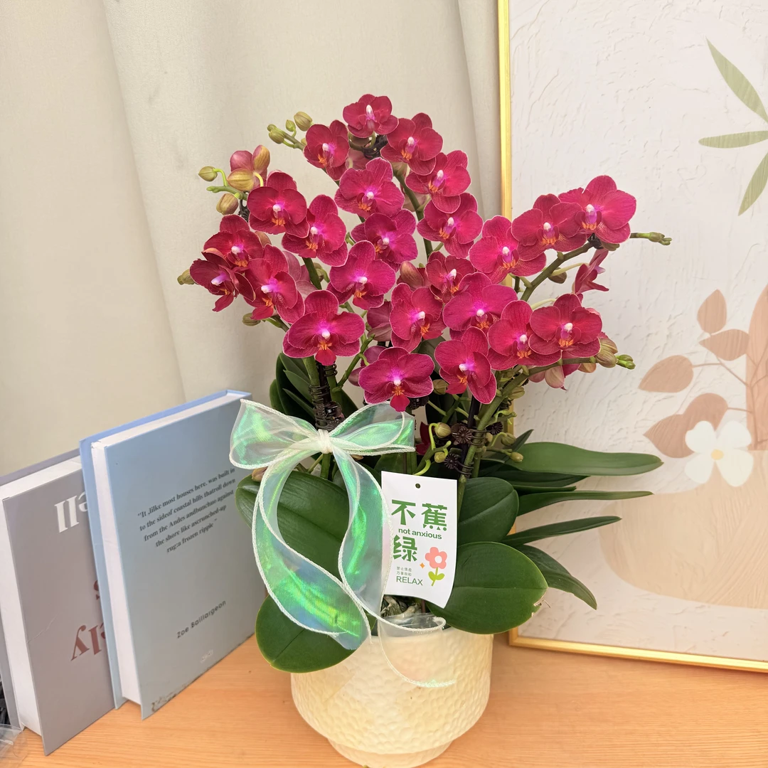 蝴蝶蘭《甜心公主》经典色系 小花型 爆花量 年宵爆款花花