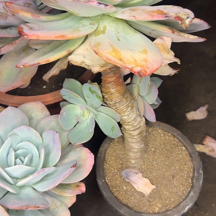 肥***露多肉植物一物一拍白凤575