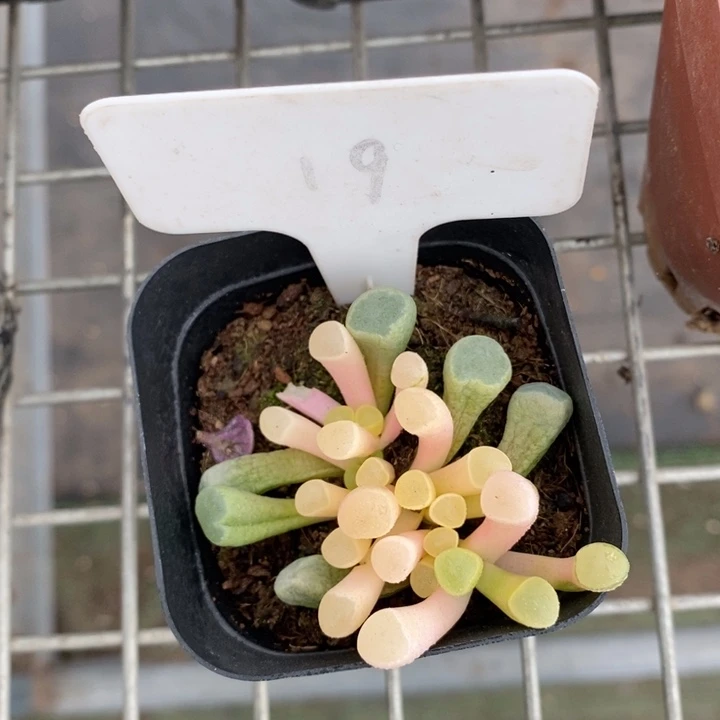 伯克利和格蕾纳等著名音乐